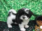 PURE BREED HAVANESE AVAILABLE NOW.