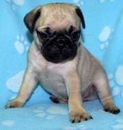 sweet pug puppies male and female for sale.
