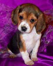 Registered Beagle Puppies KC And UKC Registered