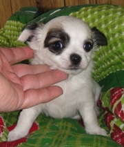 Chihuahua Puppies for new rehome.