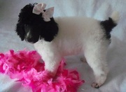cute Poodle puppies for sale.