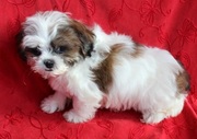 Shih Tzu Puppies For Sale .