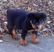 very cute Rottweiler pups for sale.